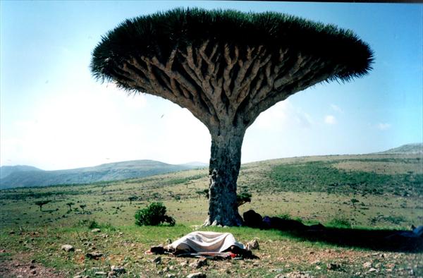 [http://wondrouspics.com/wp-content/uploads/2011/03/Socotra-Island-in-Yemen_Dragon-Blood-tree_5657.jpg]