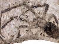 Largest Fossil Spider Discovered