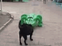 Alligator chases Poor Dog…