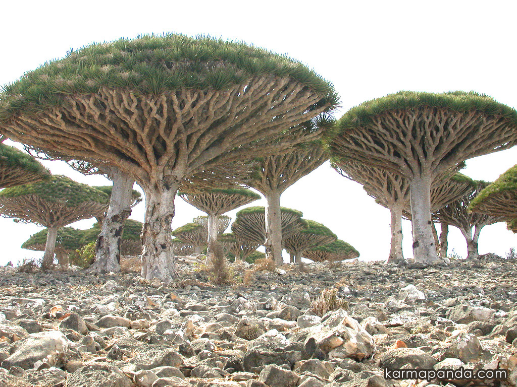 Socotra-Yemen1