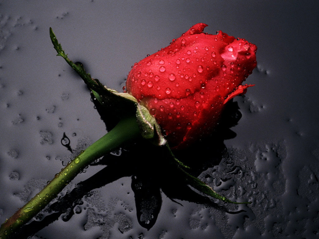 Red_Rose_flowers.jpg