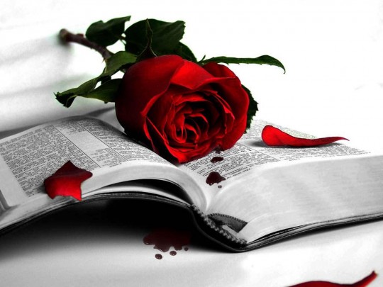 wonderful-love-me-red-rose-wallpaper-540