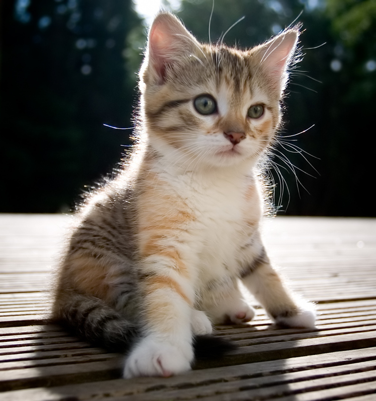 Cute Kittens - Pictures - The Wondrous Pics