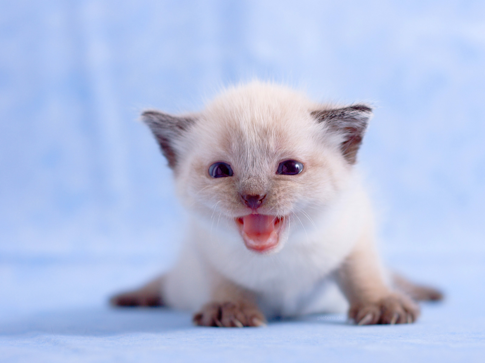 Cute Kittens - Pictures - The Wondrous Pics