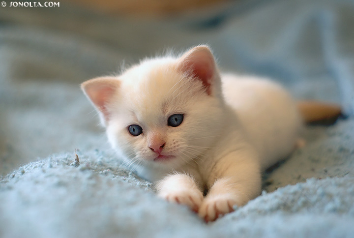 [Image: white_kitten1.jpg]
