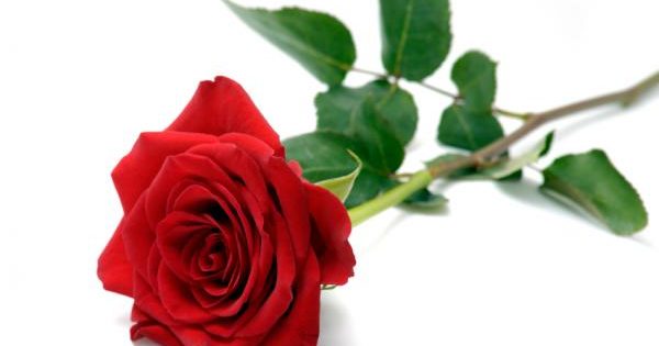 Valentine-Roses-1 - 3827 - The Wondrous Pics