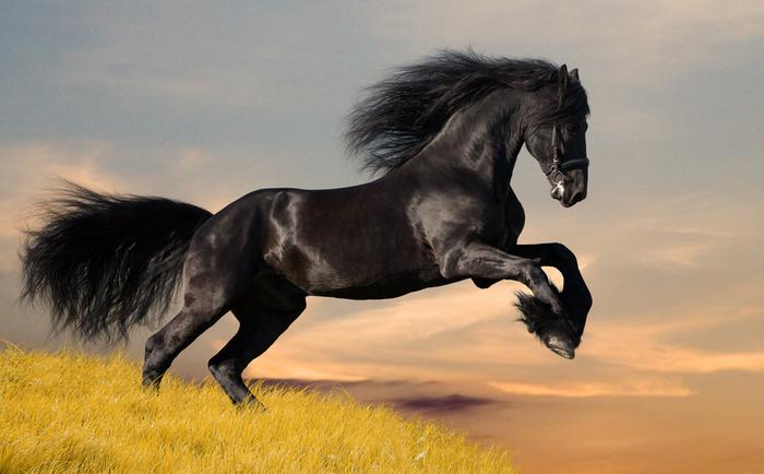 Beautiful Horse Pictures