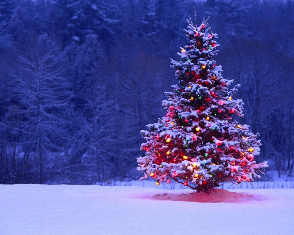 What Makes a Christmas Tree so much Amazing