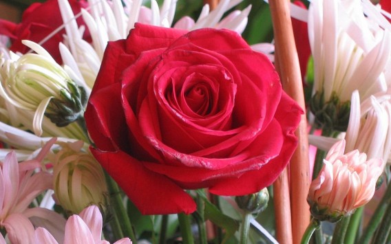 Rose Symbol Of Love The Wondrous Pics