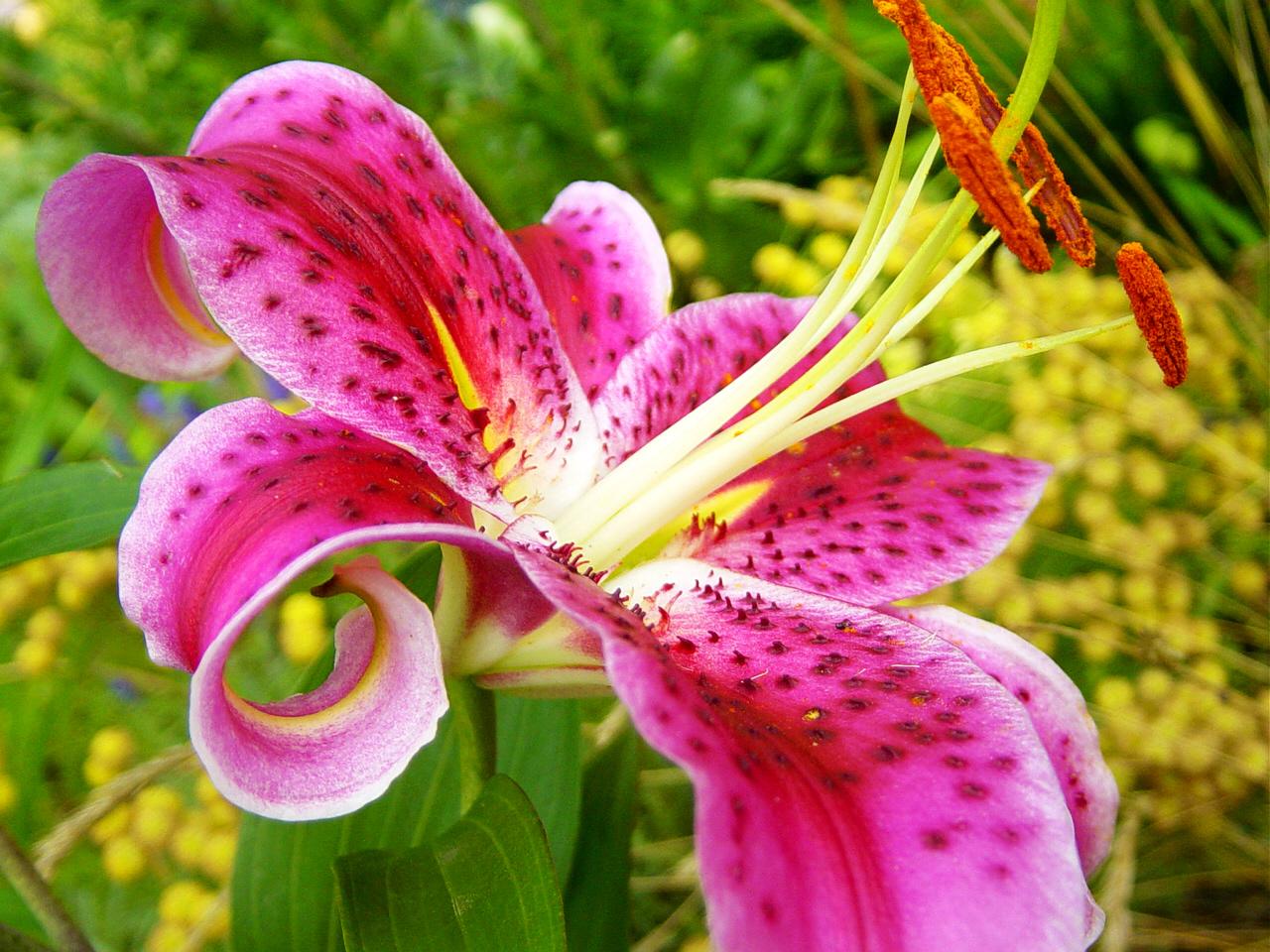 Beautiful-pink-Lily-Flowers (11)