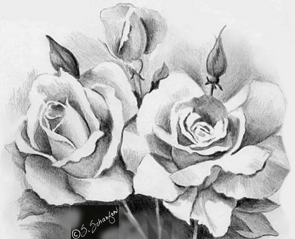 Awesome Rose Drawings