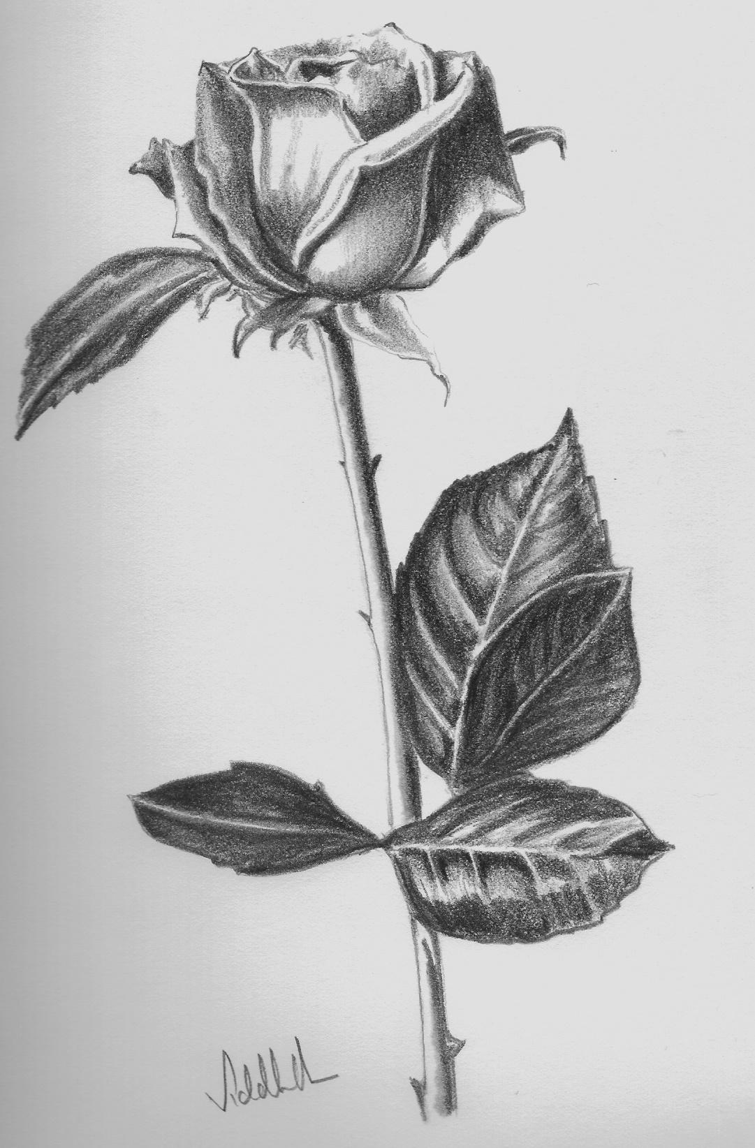 rose sketch drawing