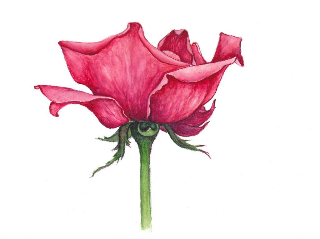 download rose drawings