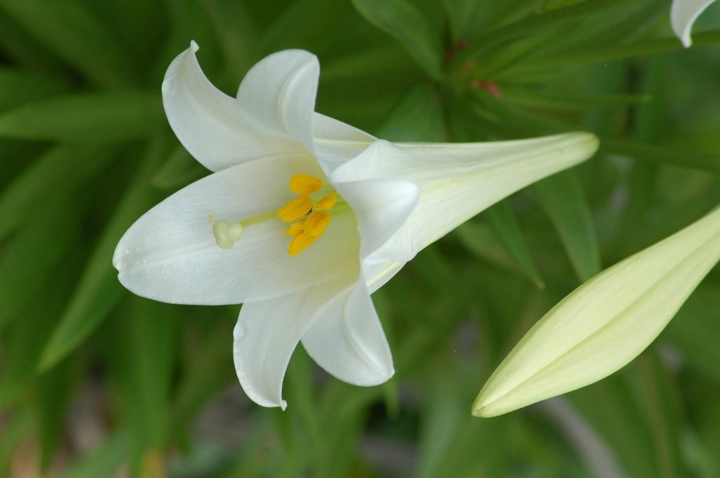 white-Lily-Flowers (1) - 8467 - The Wondrous Pics