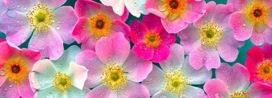 Beautiful Flowers – Wallpapers